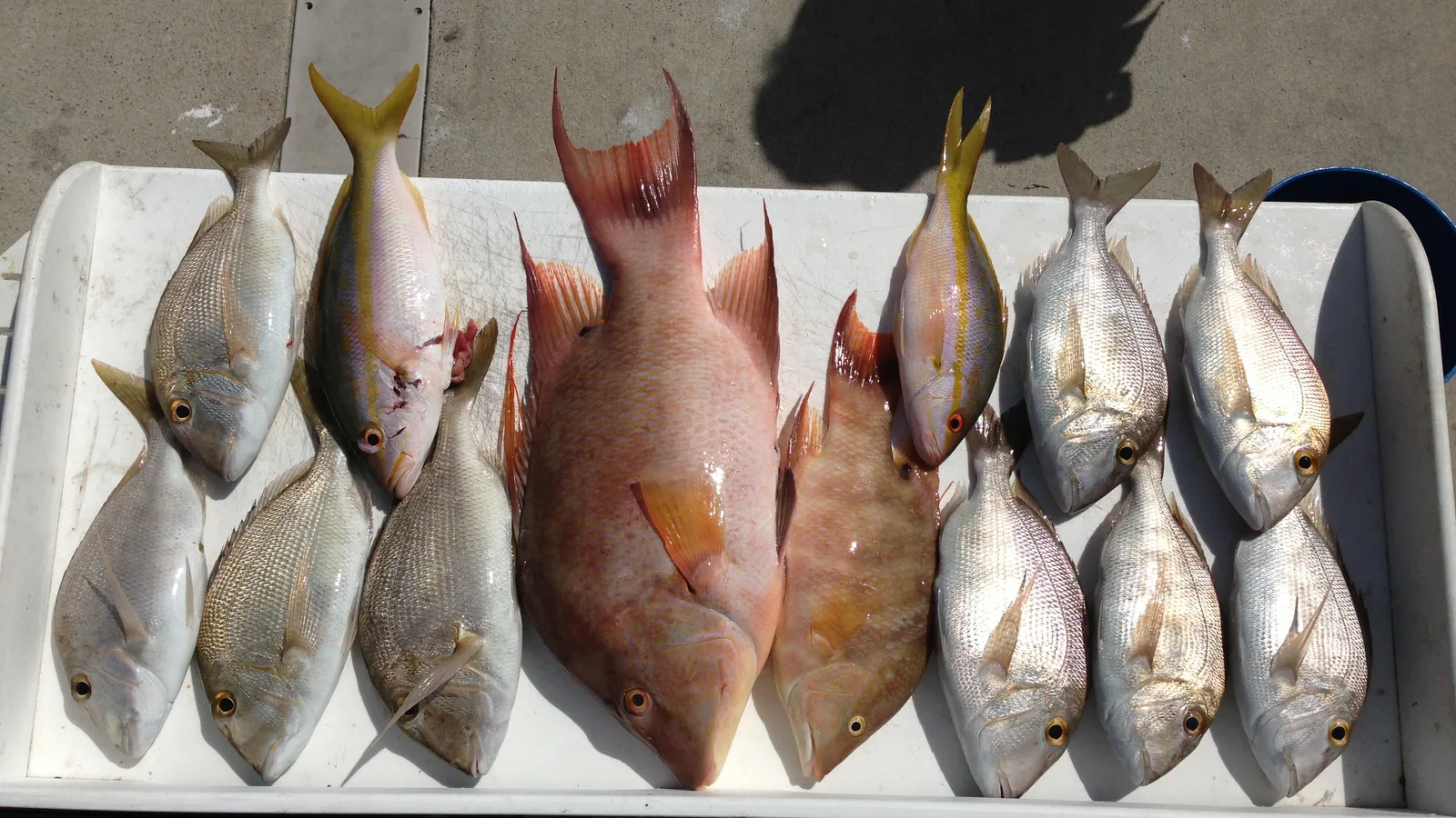 Catch & Cook — Key Largo