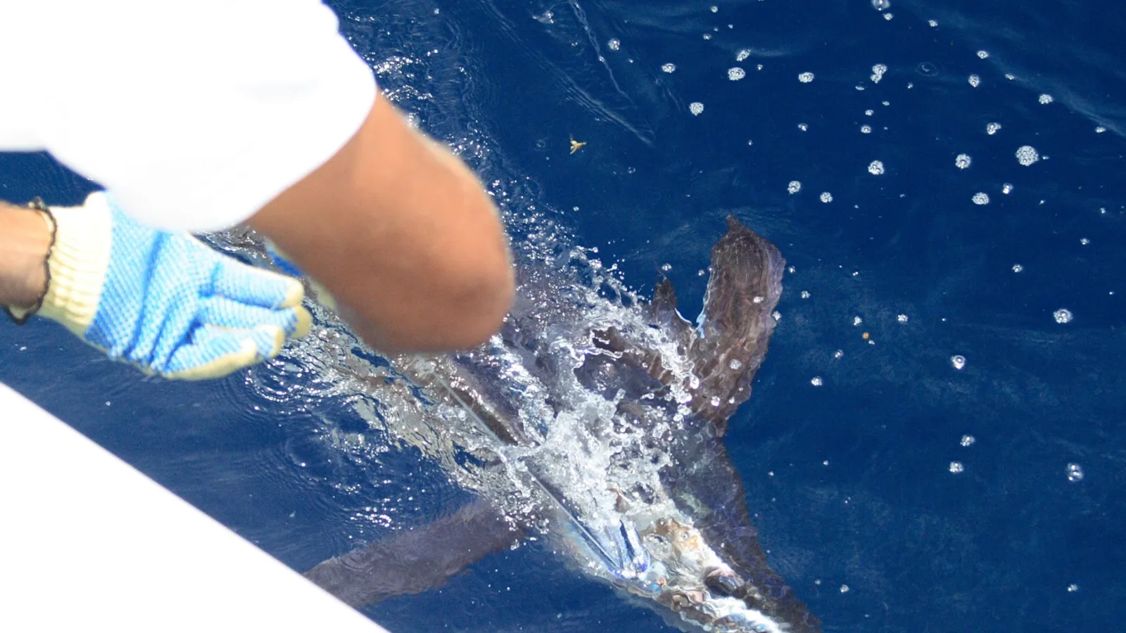 Deep Sea Big Game — Key Largo